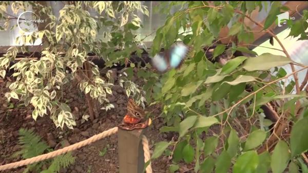 Împărăţia fluturilor tropicali, la Praid! Spectacol unic de culoare pentru turiştii care ajung în Harghita #100 de zile de vară