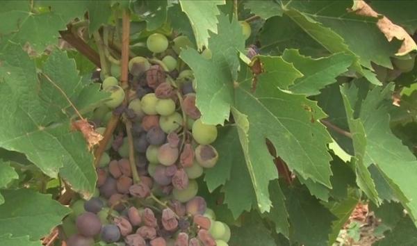 Vara extremă a înjumătățit culturile de fructe