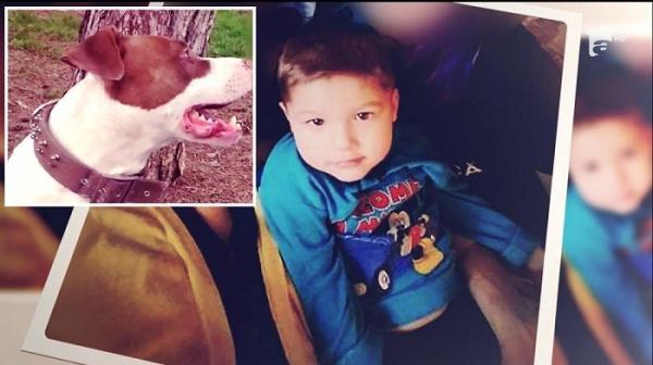 Detalii şocante în cazul copilului sfâşiat de Amstaff-ul unchiului de 17 ani. Adolescentul e de negăsit