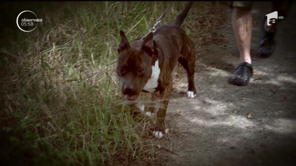 Un copil de patru ani şi jumătate a fost SFÂŞIAT de câinele familiei, în Maramureş! Cel care avea grijă de animal, unchiul micuţului, e de negăsit!