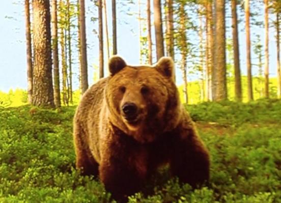 Urşii continuă să atace în Harghita! Un bărbat a scăpat ca prin miracol din ghearele uriaşului animal