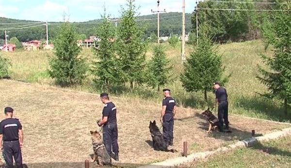 Exerciţiu spectaculos, alături de câinii de intervenţie ai Jandarmeriei din Târgu Mureş!
