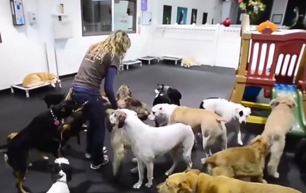 Primăria Capitalei a hotărât să aibă mai multă grijă de animale. Le va construi un hotel, dar şi un cimitir şi un crematoriu!