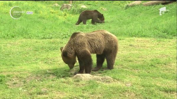 Un urs înfometat a dat iama într-o stână! Bilanţul: o vacă ucisă, alta de negăsit şi o câţiva stupi cu miere distruşi