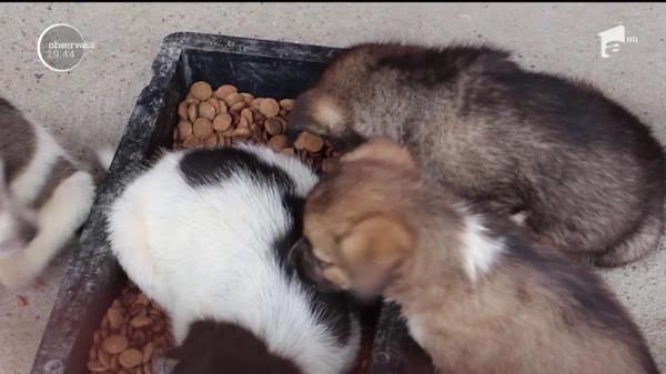 Patru căţei îşi caută stăpân, după ce au fost salvaţi de la MOARTE de un trecător. O femeie îi aruncase într-un sac, la marginea drumului