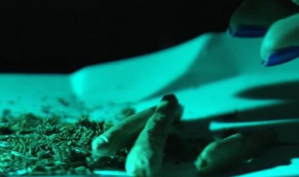 Şase sute de mii de români sunt oficial consumatori de cannabis! Mulţi fumează drogul încă de pe băncile şcolii!