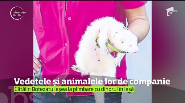 Vedetele și animalele lor de companie. Adelina Pestriţu creşte un raton, iar Cătălin Botezanul se mândreşte cu un dihor alb