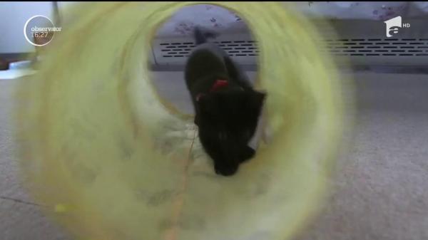 Pisici maidaneze, însoțitoare de bord pentru pasagerii din Japonia!