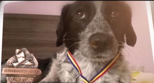 Un sportiv ieșean şi-a întâlnit cel mai bun tovarăş la ultramaraton. Un câine l-a urmat pe o distanţă de peste o sută de kilometri