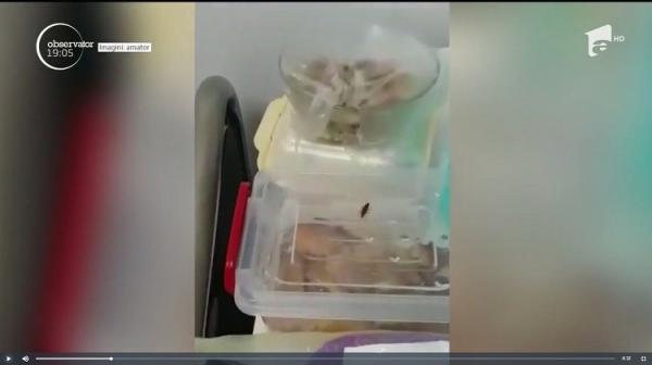 Situaţie revoltătoare la Spitalul Judeţean Constanţa. Pacienţii dorm cu prosoape pe gură de teama gândacilor