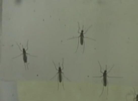 Donatorii de sânge sunt supuşi unor teste suplimentare. Ei sunt testaţi pentru depistarea unei posibile infecţii cu virusul West Nile