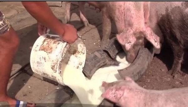 Laptele românesc ajunge hrană pentru porci! Fermierii români primesc 90 de bani pentru un litru