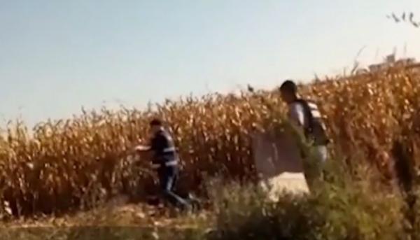 Moarte misterioasă! Cadavrul unui bărbat a fost găsit întâmplător într-un lan de porumb din Călăraşi