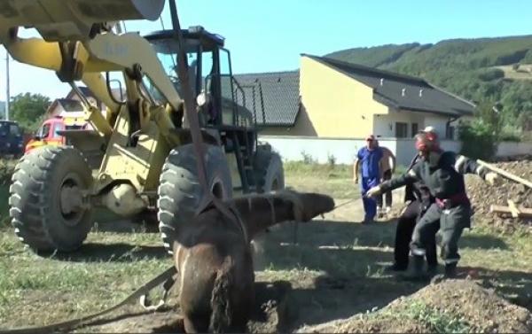 Pompierii din Neamţ, misiune grea de salvare a unui cal cazut într-o groapă