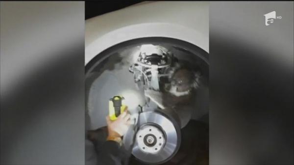 Un ursuleț koala a călătorit 13 kilometri agăţat de roata unei maşini
