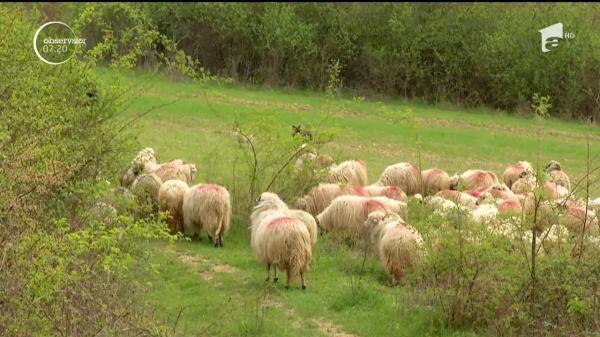 Un nou moment savuros cu Petre Daea, care iar a lăudat oaia