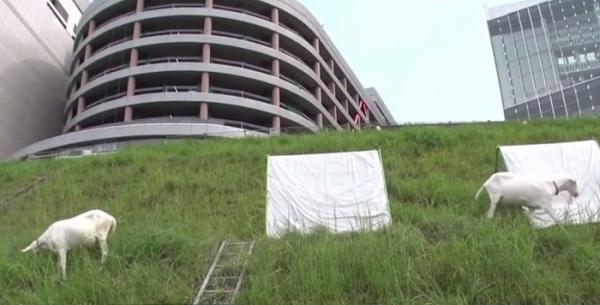În Japonia, caprele sunt noile mașinării de tuns iarbă