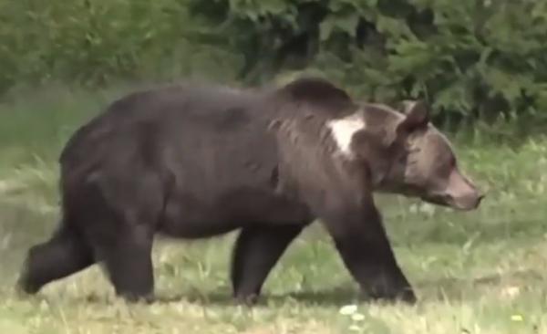 Un urs TERORIZEAZĂ câteva sate din judeţul Sibiu, iar oamenii se tem să mai iasă din casă