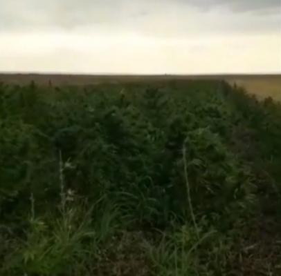 Captură record de canabis făcută de poliţiştii români. DOUĂ TONE pe un câmp din Mehedinţi!