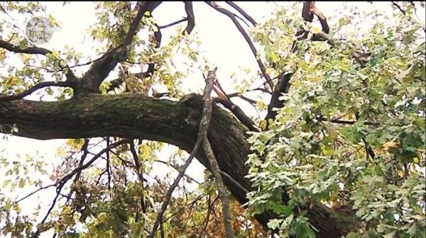 Furtuna a trecut, pericolul a rămas! În parcurile din Timișoara încă sunt zeci de copaci rupți de vijelie