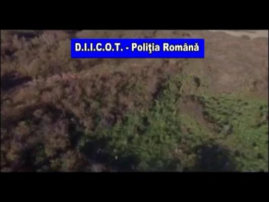 Plantaţie impresionantă de cannabis, descoperită de DIICOT la Timişoara! Cine se află în spatele afacerii cu TONE DE DROGURI!