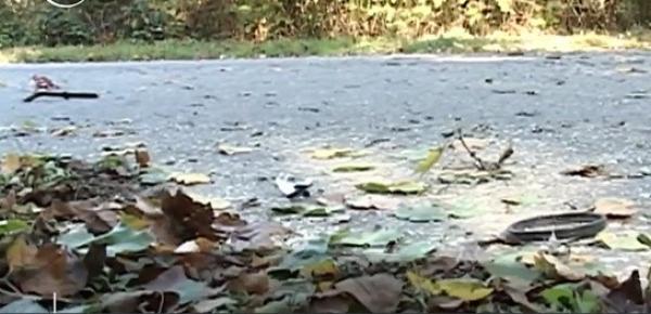 Moarte groaznică în Gorj. Bărbat strivit de un copac abia tăiat. Omul plecase cu bicicleta la cumpărături (VIDEO)