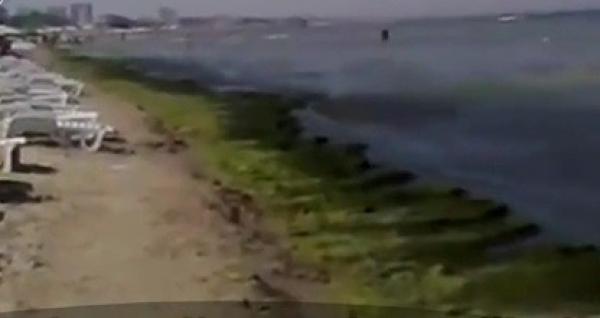 Algele marine ne-ar putea salva! Infecţiile din spitale ar putea dispărea cu ajutorul lor