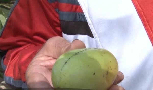 Un bărbat din Dâmboviţa şi-a amenajat în propria curte o grădină botanică în miniatură