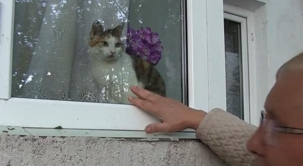 Caz bizar la Constanţa: o pisică a fost sechestrată de un executor judecătoresc