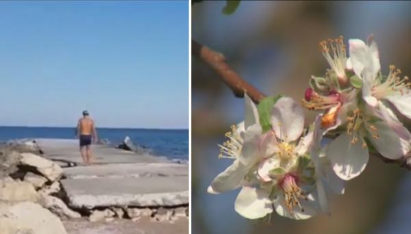 Primăvara din mijlocul toamnei. În Giurgiu, pomii au înflorit a doua oară, iar pe litoral, curajoşii au facut şi baie în mare