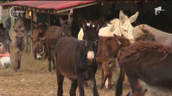 Doi prieteni din Bihor, afacere prosperă cu lapte de măgăriţă! Preţul la care se ridică o sticluţă de 250 ml