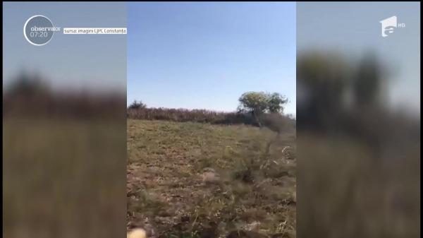 Legume şi legume bio, doar pe etichetă. Nereguli grave descoperite în pieţele din Constanţa