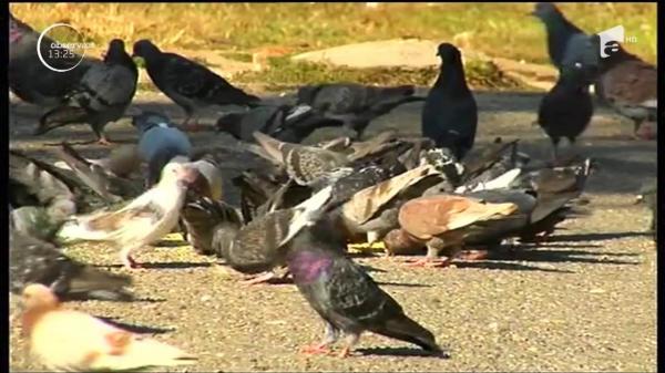 Supărare mare printre constănţeni. Copii lor se joacă printre maşini şi gropi, după ce Primăria a desfiinţat parcurile