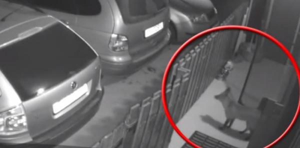 La Sibiu, o vulpe a muşcat o pisică şi a fost filmată într-un cartier al oraşului