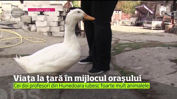 Ogradă în centrul oraşului! Doi soţi din Hunedoara au adus viaţa de la sat în mijlocul mulţimii