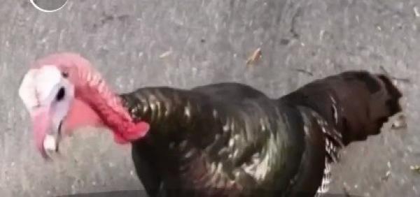 Alertă în mai multe oraşe din Statele Unite! Curcanii sălbatici au invadat străzile şi atacă oamenii (VIDEO)