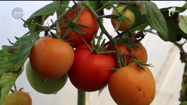 Vremea neobişnuit de caldă din ultima perioadă a adus profituri fermierilor. S-au copt legumele ca în mijlocul verii