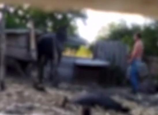 Legea animalelor, la Camera Deputaților! Mai este doar un pas până când cei care maltratează animalele vor primi pedepse