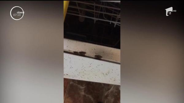 Pizzerie vegetariană din Constanţa, invadată de gândaci!