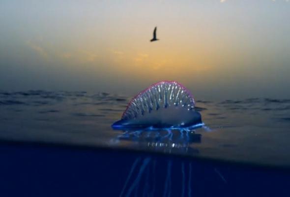 Blue Planet 2. Minunile din adâncurile oceanelor, într-un documentar unic