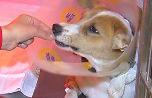 Aleşii joacă ping-pong cu legea animalelor! Proiectul care prevede pedepse aspre pentru agresori, zace de mai bine de doi ani, în Parlament!
