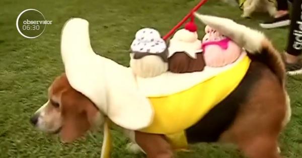 Halloween cu totul special! Peste o sută de căţei au participat la un concurs de vrăjitoare şi piraţi