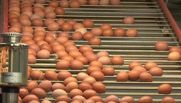 Ouăle şi untul sunt pe cale să devină alimente de lux. Producătorii dau vina pe noul preţ al carburanţilor