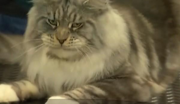 Parada celor mai frumoase pisici! Sute de feline îşi dispută titlul de campioană