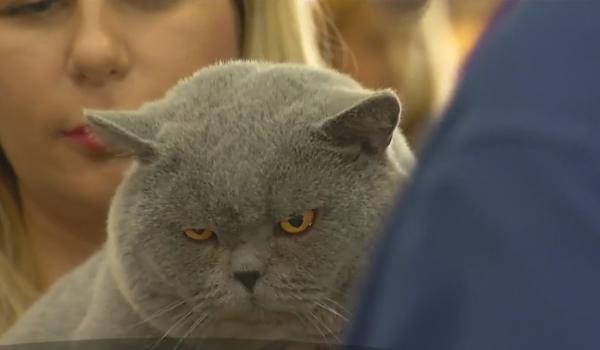 Parada pisicilor aristocrate. Cea mai mare pisică domestică a fost atracţia concursului SofistiCAT