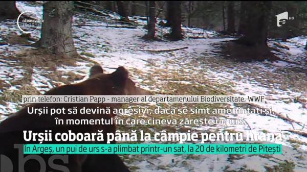 În Argeș, urșii coboară până la câmpie pentru hrană. Un pui de urs a fost prins lângă Piteşti