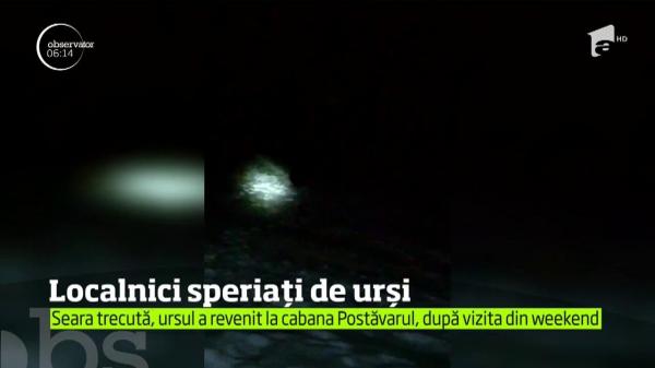 Urşii părăsesc, tot mai des, adăpostul pădurilor, în cautare de hrană
