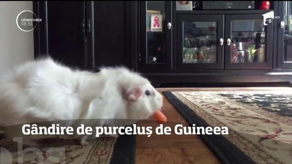 Oamenii de ştiinţă vor să afle cum gândesc purceluşii de Guineea