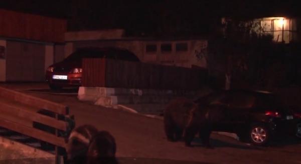 Fiarele pădurii au invadat oraşele. Zeci de urși și mistreți se plimbă ca-n pădure printre blocurile din Bușteni