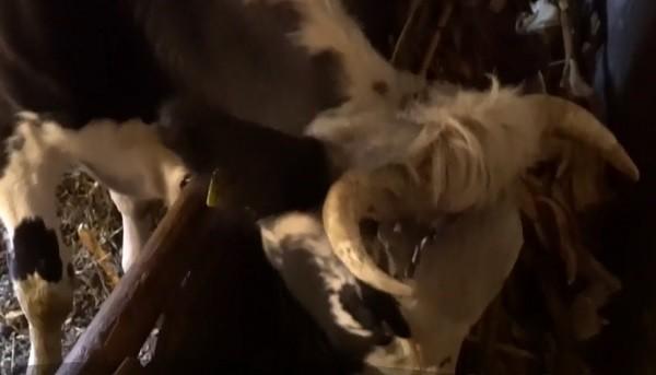 Un deputat vrea să se înfiinţeze morga animalelor! Camerele frigorifice ar putea fi amenajate în comune sau pe regiuni